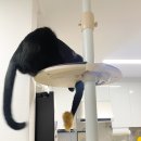 스마트캣 | 고양이 관절 지키는 수직공간 | 톡톡팩토리 캣트리 전망대 세트 후기