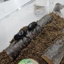 여주곤충박물관 네이버블로그