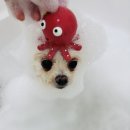 구미산동 애견미용 눈부시개 이미지