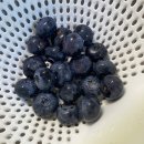 빼로독 강아지 안양평촌점 | 7월 1주 차 일상