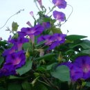 향기3로 이미지