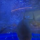 속초 오징어 어시장 이미지