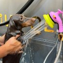 애견목욕탕 이미지