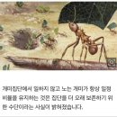 개미 이미지