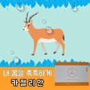 팜코덱스 이미지