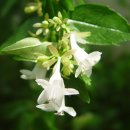 꽃댕강나무(Glossy abelia) 이미지