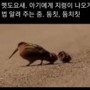 둠칫