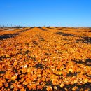 주홍목장 이미지