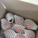 농원농산 | 정담아농원 부사 솔직 후기 두 아들이 먼저 찾는 달콤아삭 간식