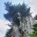 영진보람아파트 이미지