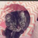 푸른동물병원 이미지