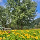 자라섬 주차장 이미지