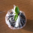 천국나무농원 이미지