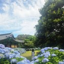 (주)삼공사 | [제주 수국 명소] 혼인지, 방문 후기
