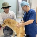 진도개메디컬센터 데일리벳