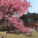 설레임마당 | 창덕궁 홍매화 개화 시기 명당 주차 팁 및 주변 맛집 카페 완벽 가이드