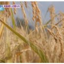 버들푸드 이미지