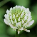 토끼풀(Clover) 꽃말 쾌활 네잎클로버는 행운이지만, 세잎클로버는 행복 이미지
