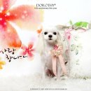 다나펫샵 이미지