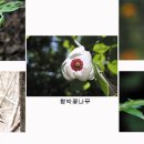 植物 680종 효능을 특허로 검증 이미지