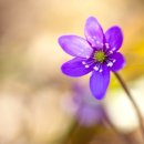 행복한사람들 이미지