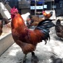 친환경 토종닭 농장 이미지