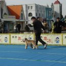 클라라애견 이미지