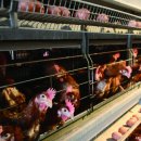 단수농장 이미지