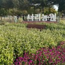 양주: 나리농원 ‘가을 꽃은 모두 여기에 있어요’!!