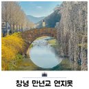 영산 연지못 | 창녕 영산 만년교 연지못 벚꽃 개화상황 주차 포토존 후기