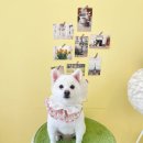 구름9-6 펫 살롱 이미지