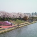 순천동천 및 하동역 벚꽃 이미지