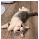 캣그램 광주 고양이분양 | 광주고양이분양 캣그램 확실한 케어까지