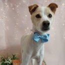 까까줄개 이미지