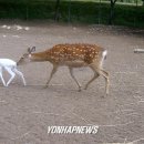 분천2리 이미지