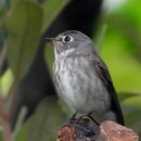 고성리-18 이미지