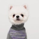 젤리도그 이미지