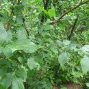 양림농장 이미지