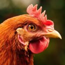 착한오리 이미지