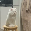고양아, 안녕? | 왕십리 고양아 안녕 고양이 무마취 미용 후기