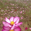 용화목장 이미지