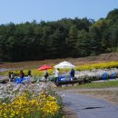 들국화 펜션 이미지