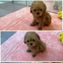 늘 함께하 개 이미지