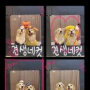 나인페츠 이미지