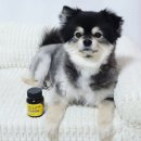 글로소프트 | 강아지 오메가3 케어사이드 오메가덤 소프트 270 피부 모질 관리 급여 후기