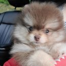 러블릿캔넬 이미지