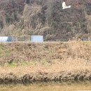 진안천물길 이미지