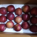 문경사과원 | 감홍사과 5kg 내돈내산 후기들 청송사과 영월사과 문경사과