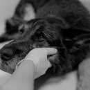 허브동물병원 이미지