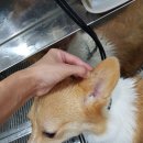 샤워앤독 이미지